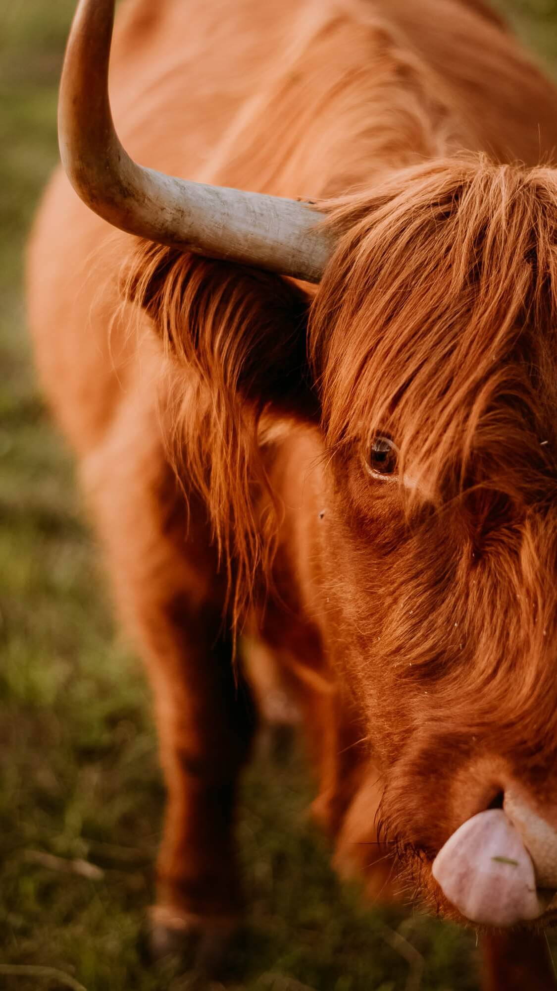 lawendowy_wypas_noclegi_domek_do_wynajęcia_apartament_mierzeszyn_krowy_highland-20